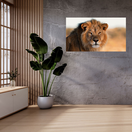 Canvas Print Lion Face in Sunlight 100x80 cm