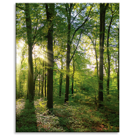Canvas Print Sun Forest Trees Rays of Light 80x100 cm