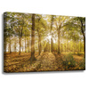 Canvas Print Sun Between Trees in the Forest 60x40 cm