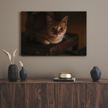 Canvas Print Animals Cat 40x30 cm