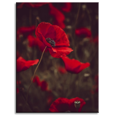 Canvas Print Botanical Red Poppies 30x40 cm