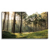 Canvas Print Forest Trees Sun Nature 120x80 cm