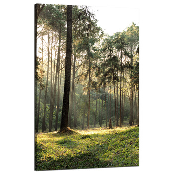 Canvas Print Forest Trees Sun Nature 50x80 cm