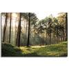 Canvas Print Forest Trees Sun Nature 60x40 cm