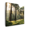 Canvas Print Forest Trees Sun Nature 50X50 cm