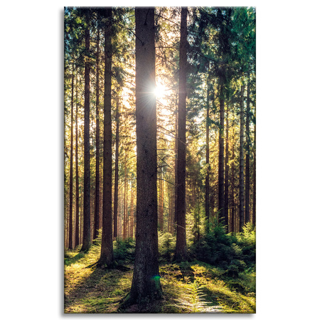 Canvas Print Forest Sun Trees Spring Morning 50x80 cm