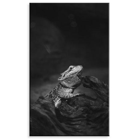 Canvas Print Lizard Reptile Black and White Nature 60x100