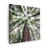 Canvas Print Trees Sky Nature Nature Art 90X90 cm
