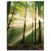 Canvas Print Sun in the Forest Trees Nature 30x40 cm