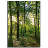 Canvas Print Sun Forest Trees Rays of Light 50x70 cm