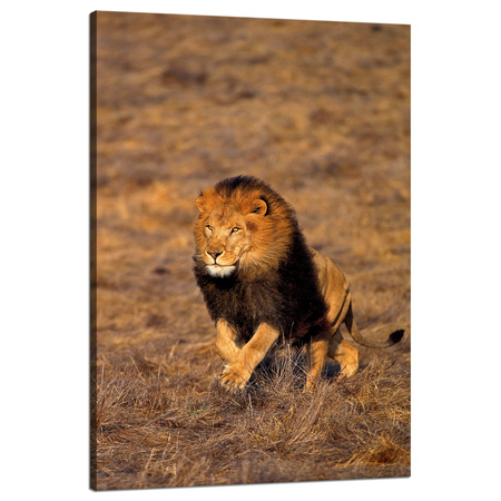 Canvas Print Running Lion on Savannah Nature 80x120 cm