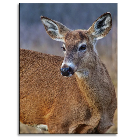 Canvas Print Animals Roe Deer 30x40 cm