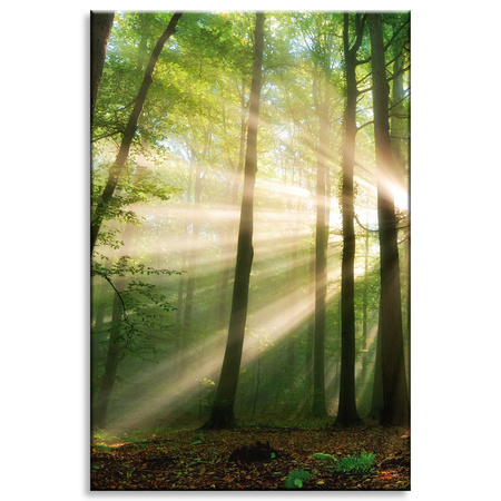 Canvas Print Sun in the Forest Trees Nature 80x120 cm