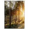 Canvas Print Birch Trees Sun Morning 50x70 cm