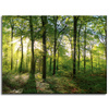 Canvas Print Sun Forest Trees Rays of Light 40x30 cm