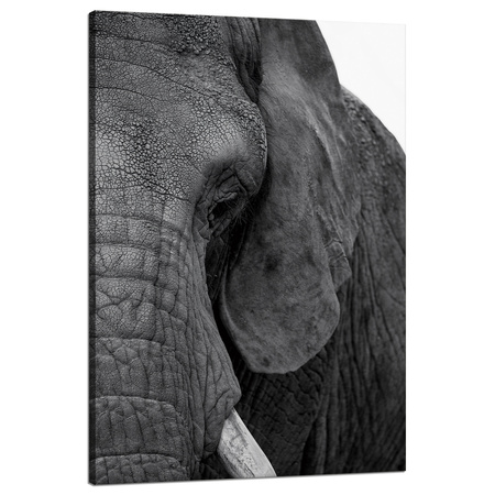 Canvas Print Gray Elephant Face Eye Animal 80x120 cm