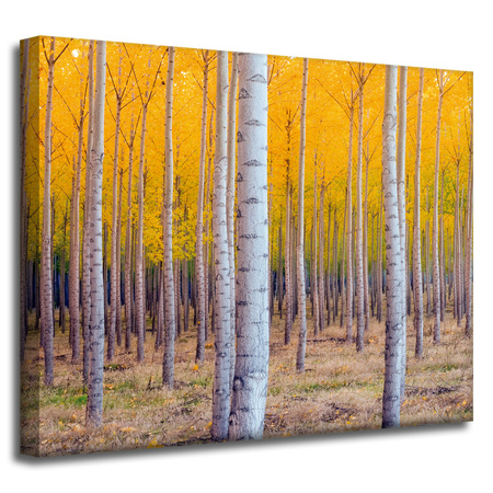 Canvas Print Birch Trees Autumn Yellow Leaves 50x40 cm