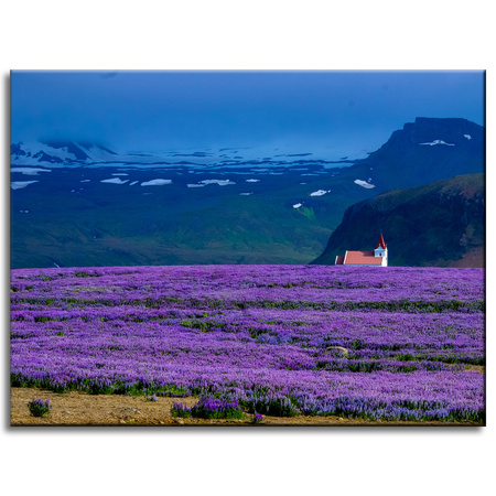 Canvas Print Nature Lavender Field 40x30 cm