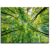 Canvas Print Trees Leaves Nature Forest Spring 40x30 cm