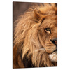 Canvas Print Face Mane and Eye of Lion Nature 80x120 cm