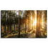 Canvas Print Birch Trees Sun Morning 100x60 cm
