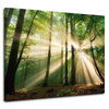 Canvas Print Sun in the Forest Trees Nature 100x80 cm