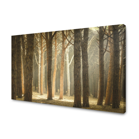 Canvas Print Trees Light Nature Forest 120x80 cm