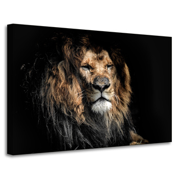 Canvas Print Adult Lion Animal 90x60