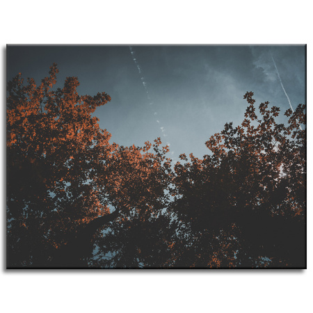 Canvas Print Nature Orange Tree Crowns 40x30 cm