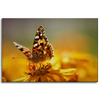 Canvas Print Animals Butterfly on Flower 90x60