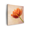 Canvas Print Botany Tulip 40x40 cm