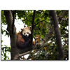 Canvas Print Animals Red Panda 40x30 cm