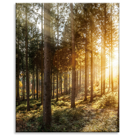 Canvas Print Birch Trees Sun Morning 80x100 cm