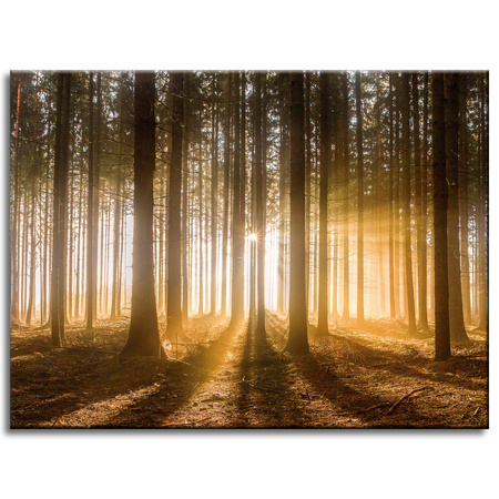 Canvas Print Sun in the Forest Light Tree 40x30 cm