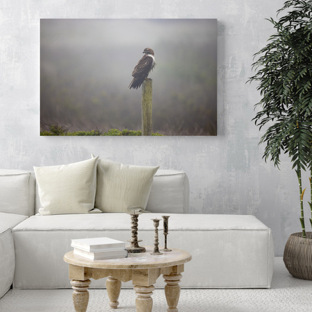 Canvas Print Animals Hawk 40x30 cm