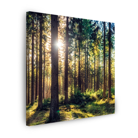 Canvas Print Forest Sun Trees Spring Morning 90X90 cm
