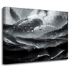 Canvas Print Botany Flower in Dew Drops 40x30 cm