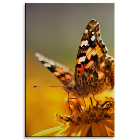 Canvas Print Animals Butterfly on Flower 80x120