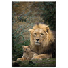 Canvas Print Lion and Lion Cub Nature Trees Nature 80x120 cm