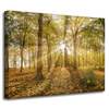 Canvas Print Sun Between Trees in the Forest 40x30 cm