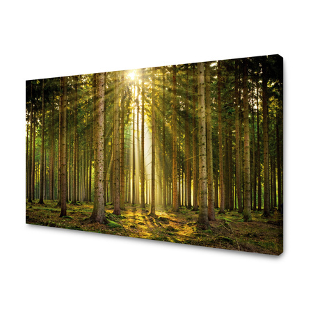 Canvas Print Forest Trees Sun Nature Spring 120x80 cm