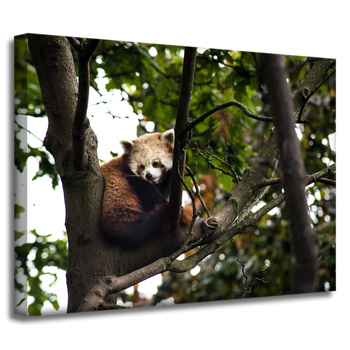 Canvas Print Animals Red Panda 40x30 cm