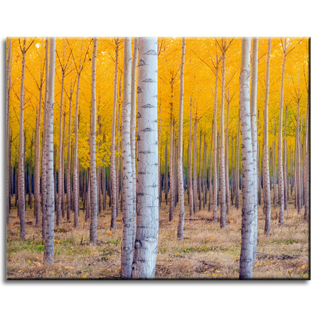 Canvas Print Birch Trees Autumn Yellow Leaves 50x40 cm