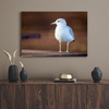 Canvas Print Animals Seagull 40x30 cm