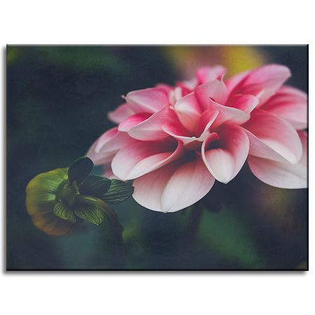 Canvas Print Botanical Pink Dahlia 40x30 cm