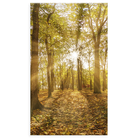 Canvas Print Sun Between Trees in the Forest 70x120 cm