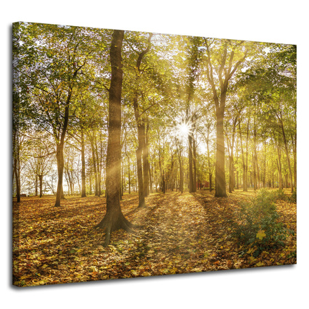 Canvas Print Sun Between Trees in the Forest 100x80 cm