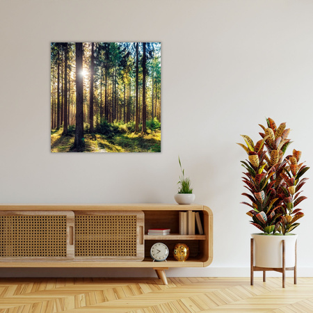 Canvas Print Forest Sun Trees Spring Morning 80X80 cm