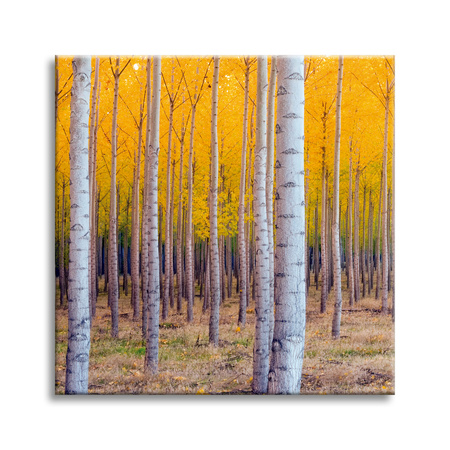 Canvas Print Birch Trees Autumn Yellow Leaves 90X90 cm