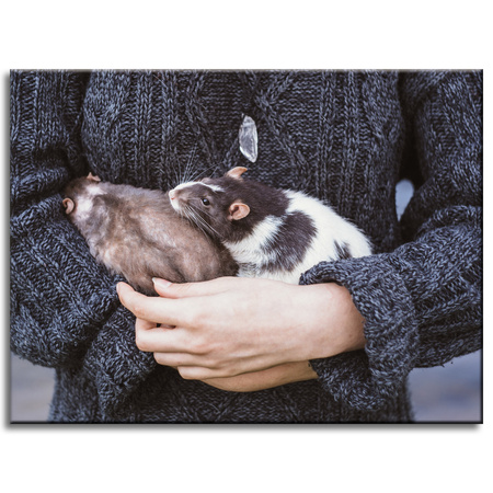 Canvas Print Animals Animals 40x30 cm